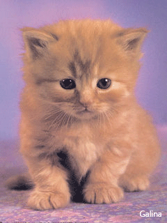 Картинки анимашки с котятами на мобильный телефон. анимации для телефона