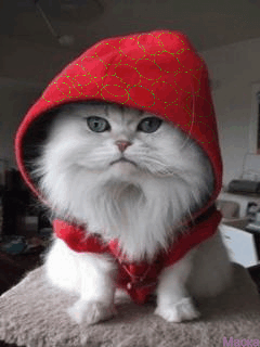 Картинки анимашки с котятами на мобильный телефон. анимации для телефона